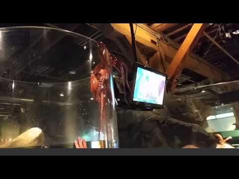 Octopus tries to escape tank at Seattle Aquarium [Original]