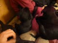 der letzte Abend mit alle Welpen aus unserem E Wurf (05.11.2009) Teil 2