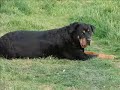 RIP rotty, my best friend...GIMA...