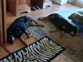 RIP rotty, my best friend...GIMA...