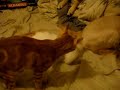 felinos vs perruna