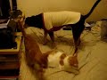 felinos vs perruna