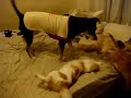felinos vs perruna