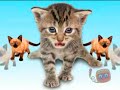 �� LOS ANIMALES TAMBI�N BAILAN EL CHIKI-CHIKI !!