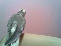 Mis ninfas Elvis y Cloe