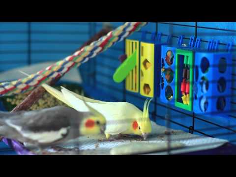 how to train cockatiel