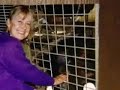 Chimp Attack 911 Call Travis the Chimpanzee