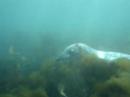 Trip to Lundy Island 2006 with Teign Diving Centre 1