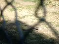 Airgun Dove Hunting again.swf