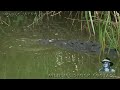 Crocodile Attacks Duck 01, Dangerous Animals
