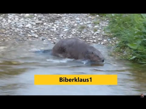 Haustier -