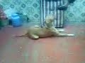 pittbul CESAR pittbul CESAR