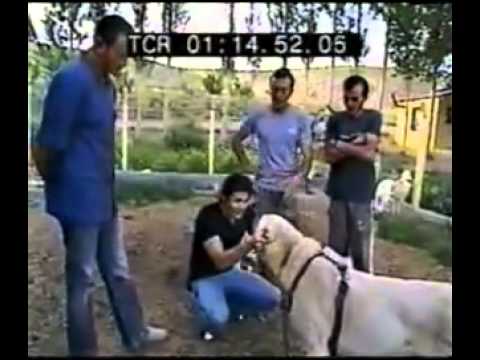Kangal Power - Turkish Shepherd Dog Kangals are accompanied the Oghuz Turks, fleeing from Genghis Khan as working dogs on their long journey from Central Asia to Anatolia i...