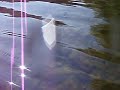 under water movie with 770 sw