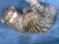 Kittens have open their eyes Kittens have open their eyes