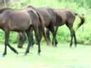 Tokara horse