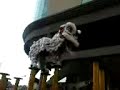 ceria box hokkien lion dance