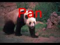 English Vocabulary - Animals English Vocabulary - Animals