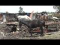 videos de World Horse Welfare Christmas Message 2008