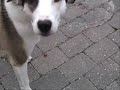 Kira se come las avellanas