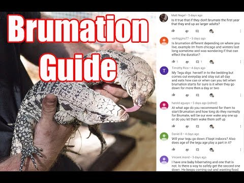 YouTube reptile video