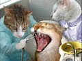 Cats???????
