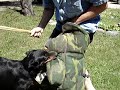 Beauceron on leg sleeve