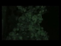 New tiger discovery...?