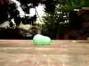 balloon bash balloon bash