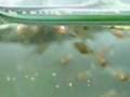 15  g�n melek yavrular�