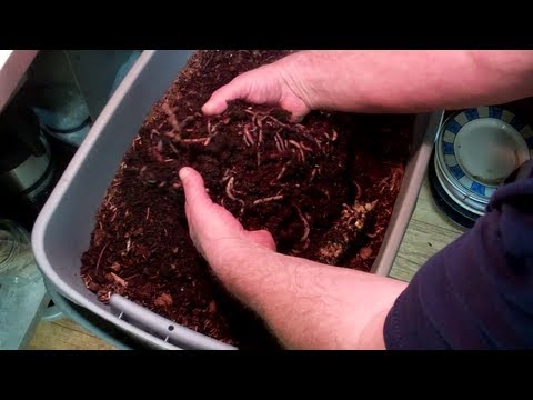 how to harvest earthworms