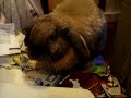 Coco must destroy