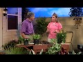 Plant Propagation by Division