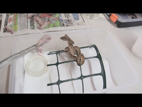 YouTube reptile video
