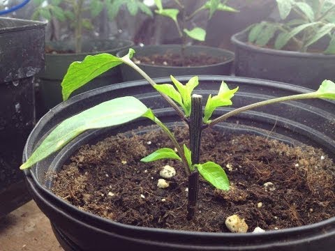 how to fertilize chilli plants