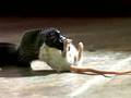 Part 2 Of Black Kingsnake Eating A Dead Mouse