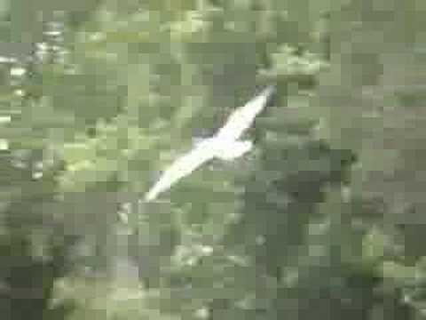 seagull in flight