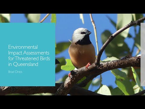 <p>Environmental Impact Assments for Threatened Birds in Qld.</p>
 video thumbnail