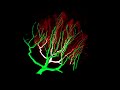 3D visualization of a Neuron 3D visualization of a Neuron