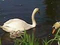 The Miracle of the Swans-Part2-Swimming The Miracle of the Swans-Part2-Swimming