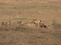 Chetah-Jackal feeding