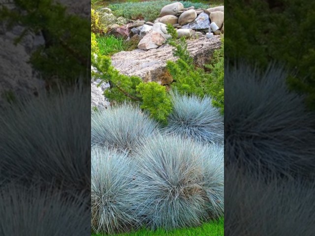 Овсяница сизая (Festuca cinerea)