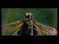 Microcosmos / Cool Videos Microcosmos / Cool Videos