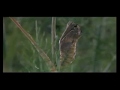 Microcosmos-Cool-Vid