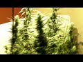 White Widow marijuana indoor grow update in HD..... Please watch in full screen.... Week 7/8 budding under a 400watt hps. Please rate, comment. Thanks :) Music: Nursery of Naughtines The Requiem Original Mix Peace & One Love. J \m/ how to grow weed, growing weed, growing weed indoors, growing marijuana indoors, indoor marijuana grow, growing cannabis, white widow grow, mega baked, smoking weed.