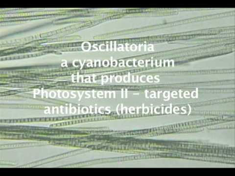 how to isolate cyanobacteria