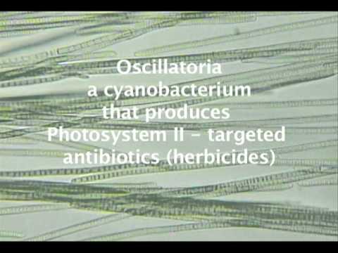 how to isolate cyanobacteria from soil