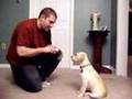 10 Week Old Yellow Lab Tricks