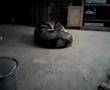 Alaskan Malamute video