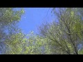 RALLY 2011 - ARBOLADA